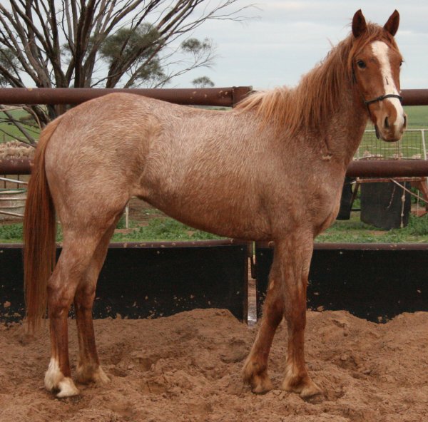 SA - Chestnut Roan Filly $1500 - Pic (SOLD) 5_8_0812