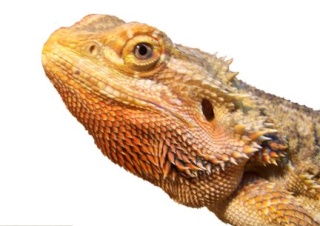 Bearded Dragon Biggre11