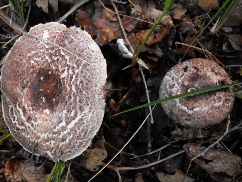 O segundo é um AGARICUS. Obrigado a todos! Dscf0010