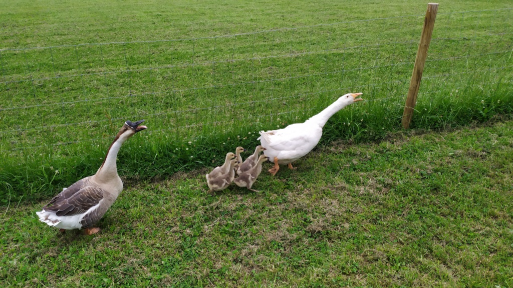 mon couple d'oies  Img_2019