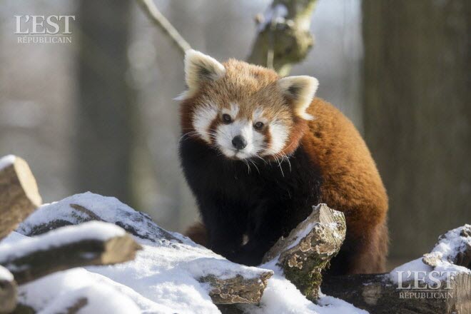 Un hiver au Zoo A15