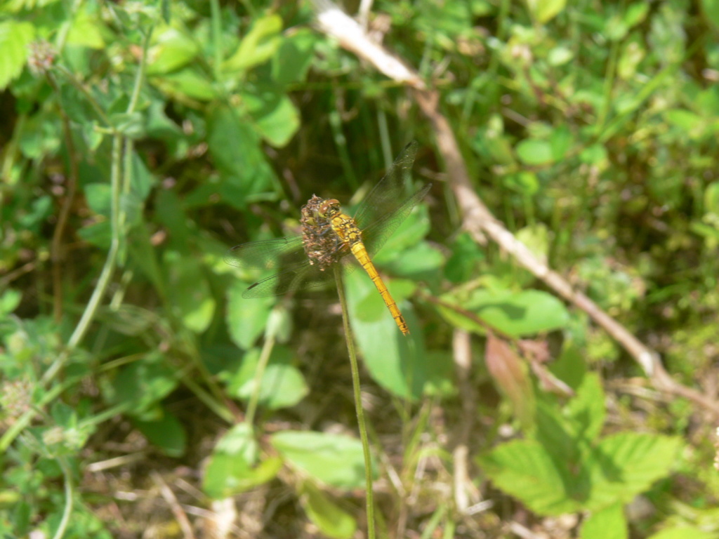 [Sympetrum sanguineum & S. meridionale] O. CANCELATUM P1290211