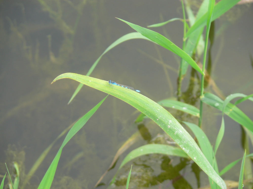 [Coenagrion scitulum] agrion P1290312