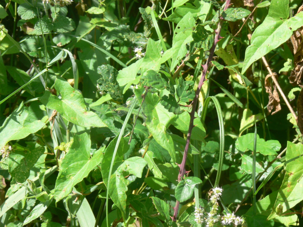 [Chalcolestes viridis] leste vert sur roncier ? P1290414