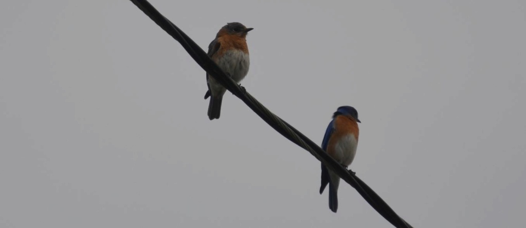 Purple Martins are Back 300_19