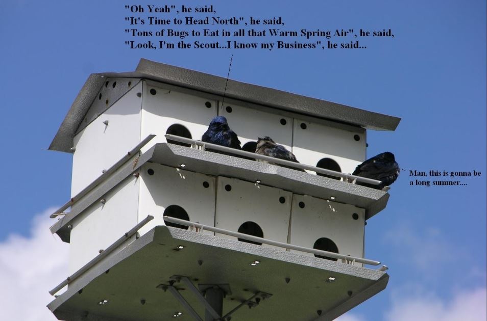 Purple Martins Frozen11