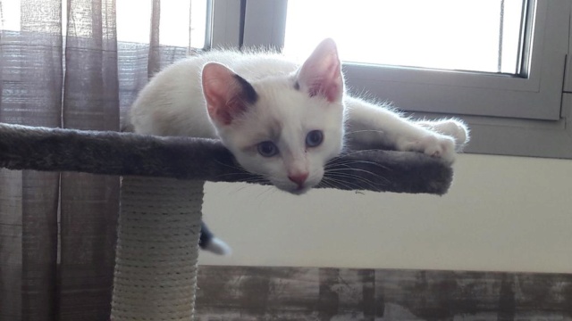 OLYMPE, chaton mâle, blanc à taches beiges et queue chocolat, né le 01/05/18 20180710