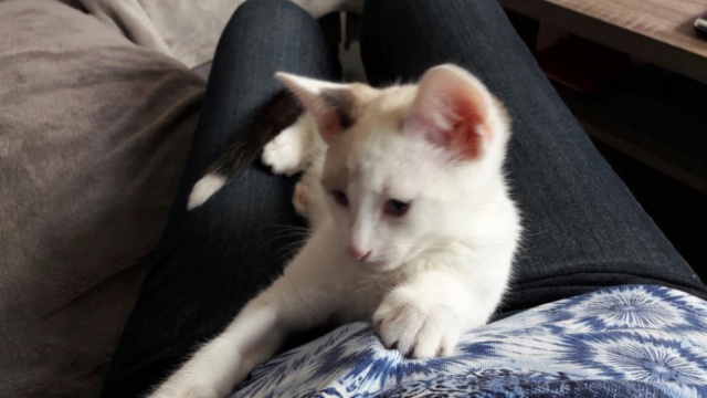 OLYMPE, chaton mâle, blanc à taches beiges et queue chocolat, né le 01/05/18 20180711