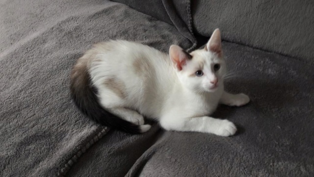 OLYMPE, chaton mâle, blanc à taches beiges et queue chocolat, né le 01/05/18 20180712