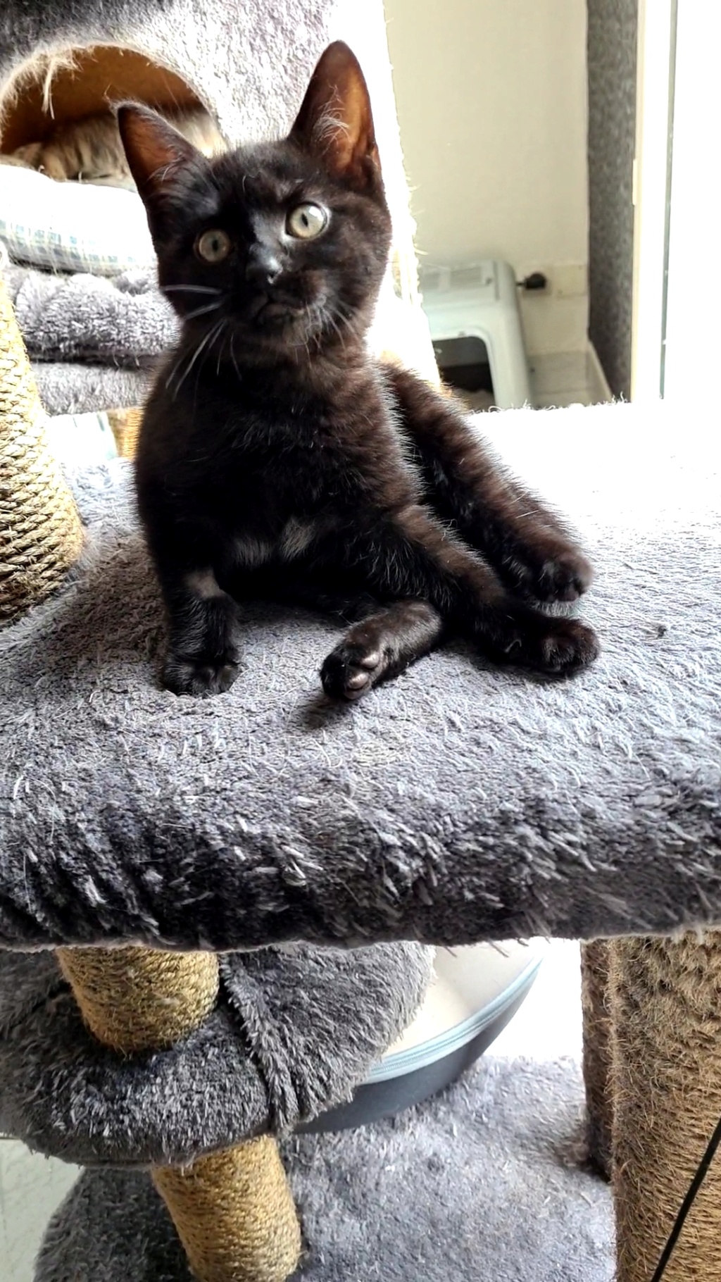 SISTER, chatonne noire née vers le 05/09/21 20211115