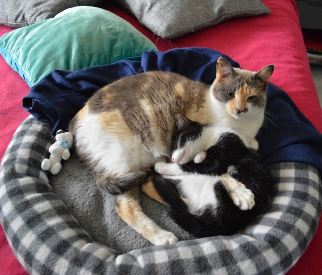 OLIVER, chaton mâle noir et blanc, né le 01/04/18 Dsc_0052