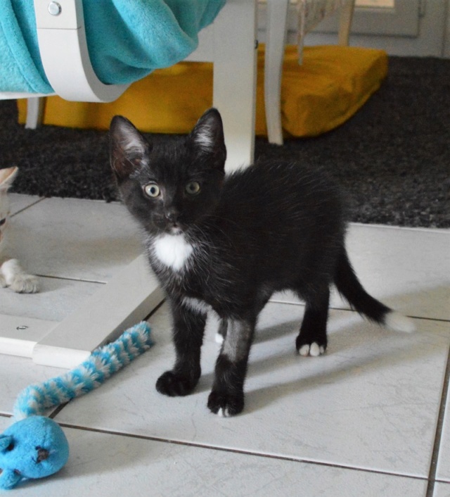 ORION, chaton mâle, noir et blanc, né le 01/05/18 Dsc_0074