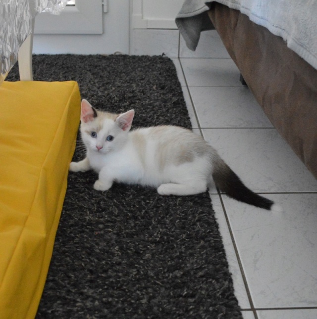 OLYMPE, chaton mâle, blanc à taches beiges et queue chocolat, né le 01/05/18 Dsc_0079