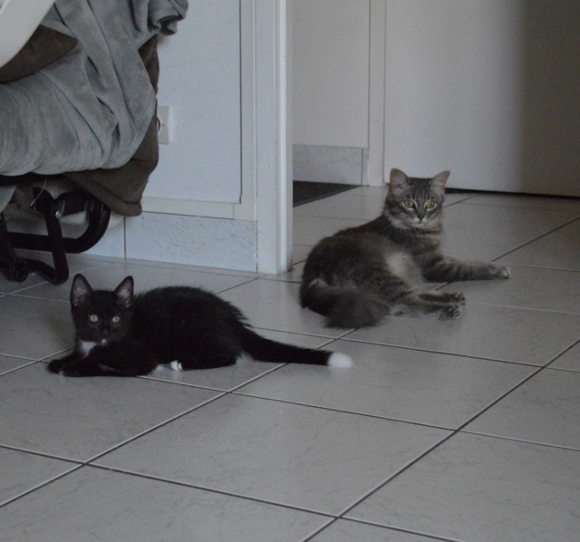 ORION, chaton mâle, noir et blanc, né le 01/05/18 Dsc_0105