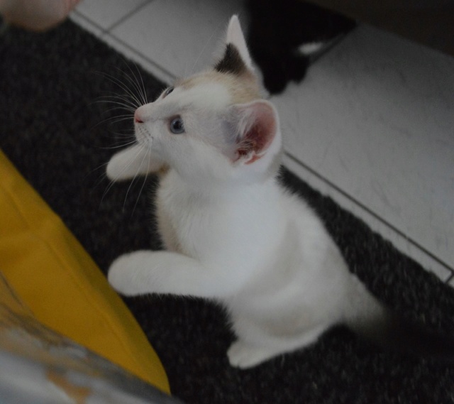 OLYMPE, chaton mâle, blanc à taches beiges et queue chocolat, né le 01/05/18 Dsc_0123