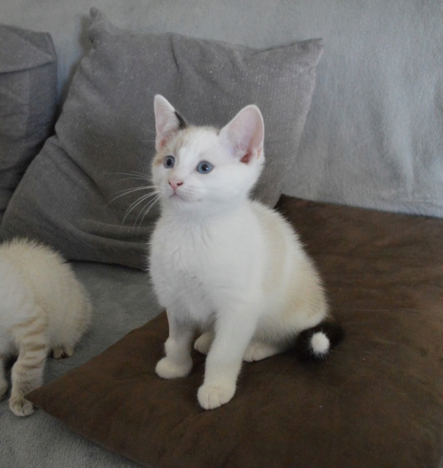 OLYMPE, chaton mâle, blanc à taches beiges et queue chocolat, né le 01/05/18 Dsc_0124