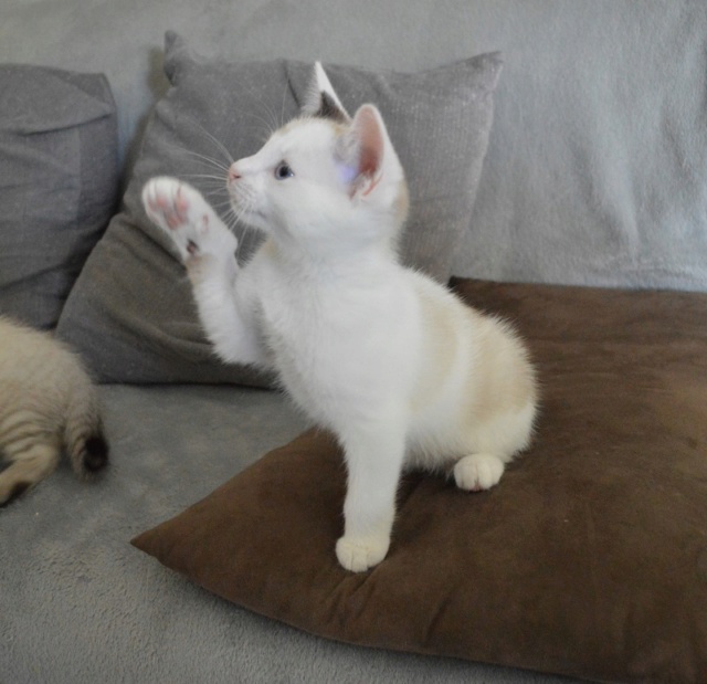 OLYMPE, chaton mâle, blanc à taches beiges et queue chocolat, né le 01/05/18 Dsc_0125