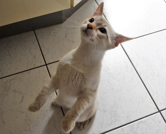 ORPHEE, chaton mâle, beige Tabby, né le 01/05/18 Dsc_0144