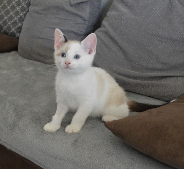 OLYMPE, chaton mâle, blanc à taches beiges et queue chocolat, né le 01/05/18 Dsc_0213