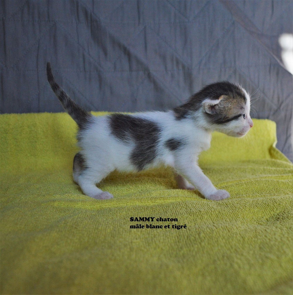 SAMMY, chaton Tabby gris et blanc, né le 16/05/21 Dsc_0629