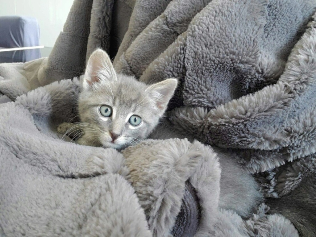 RAVEL, chaton mâle gris tabby, né le 01/04/20 Img-2013