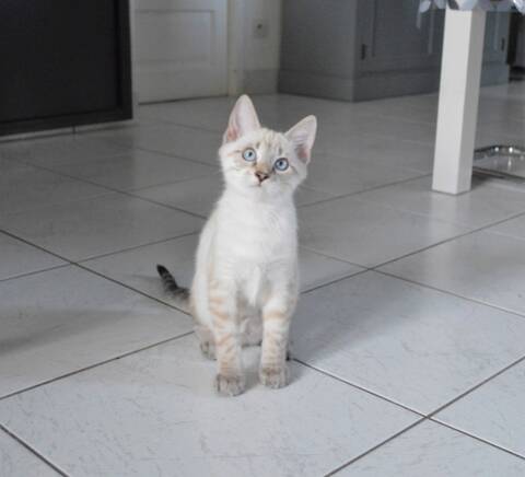 Rocket Chaton Male Type Europeen Croise Siamois Tabby Point Ne Vers Le 15 03