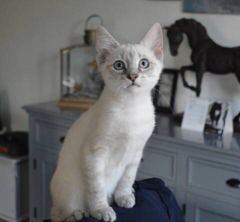 Replay Chaton Male Type Europeen Croise Siamois Tabby Point Ne Vers Le 15 03