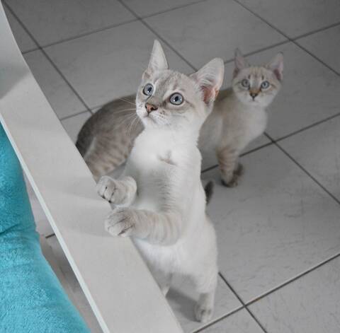 Replay Chaton Male Type Europeen Croise Siamois Tabby Point Ne Vers Le 15 03