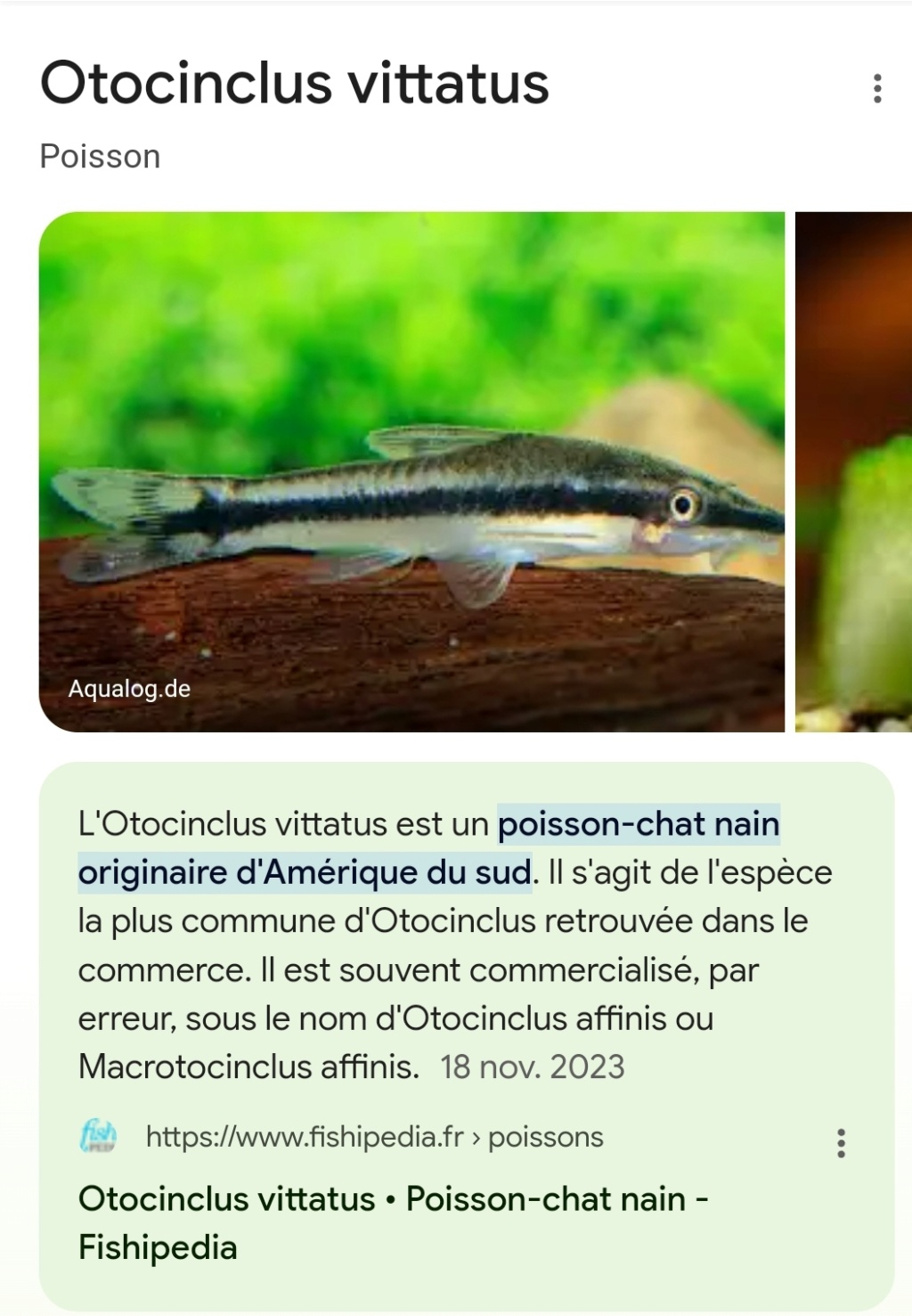 Otocinclus trop maigres Screen23