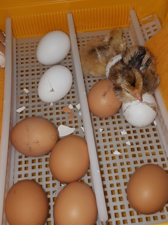 Couveuse covatutto 24 œufs en incubation 20200225