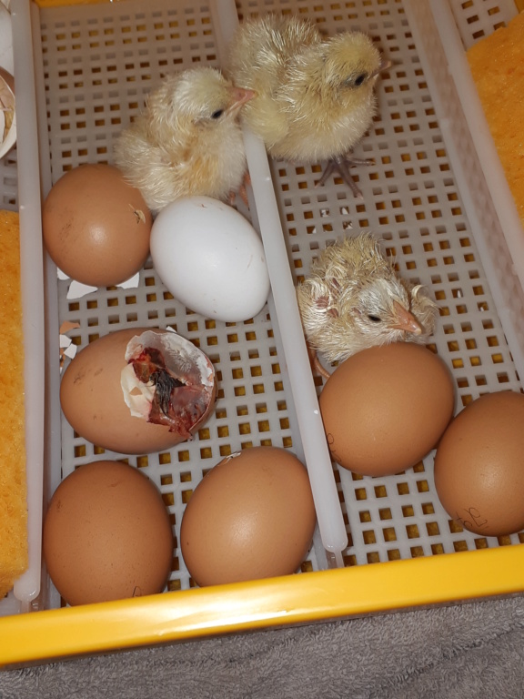 Couveuse covatutto 24 œufs en incubation - Page 2 20200227