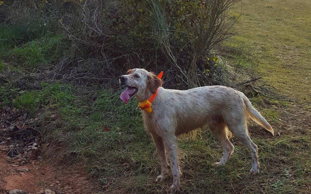 chiot setter anglais à vendre  Screen10