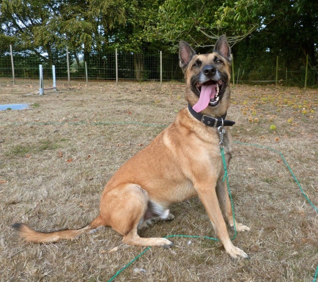 INDIGO, Mâle type berger malinois (01/05/2013)  - Page 4 41985710