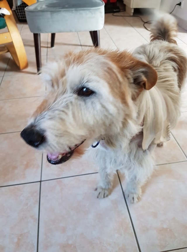 Dobby - mâle x Fox terrier (01/01/2010)  61245610