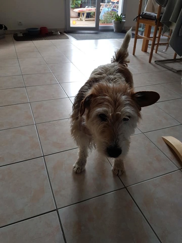 Dobby - mâle x Fox terrier (01/01/2010)  61456010