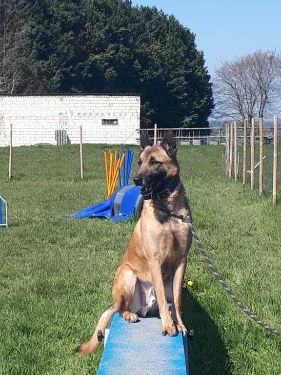 INDIGO, Mâle type berger malinois (01/05/2013)  - Page 4 661