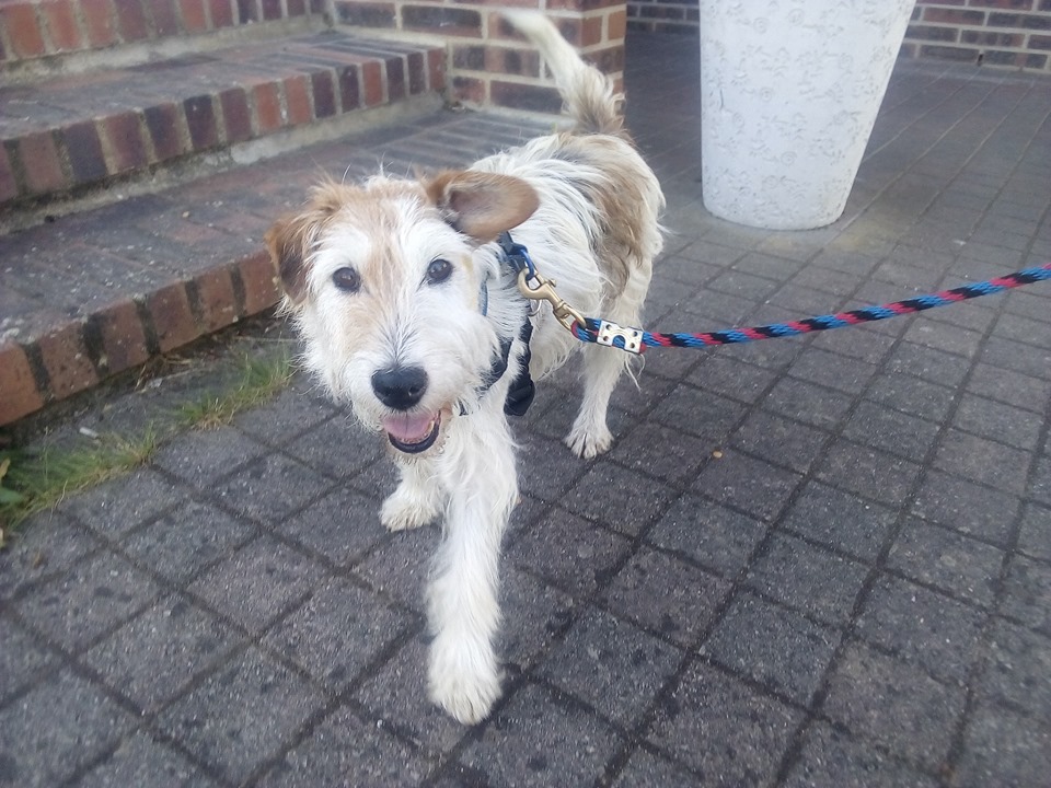 Dobby - mâle x Fox terrier (01/01/2010)  68916210