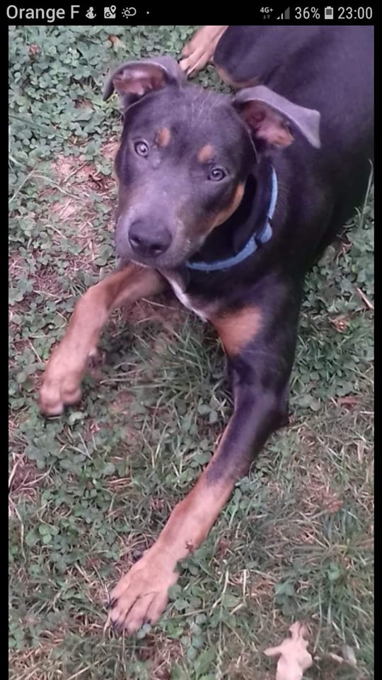 Marley II - mâle x dobermann (14/01/2019) 69405610