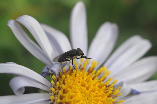 Aster spathulifolius Aster10