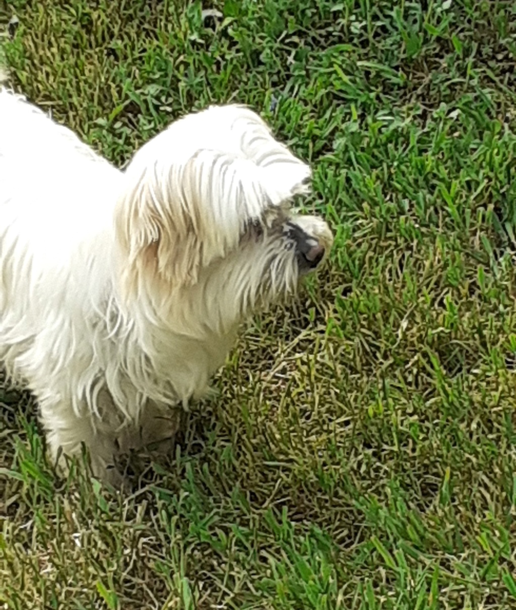 INDRA - adorable Coton de Tuléar de 7 ans - réformée d'élevage  01510