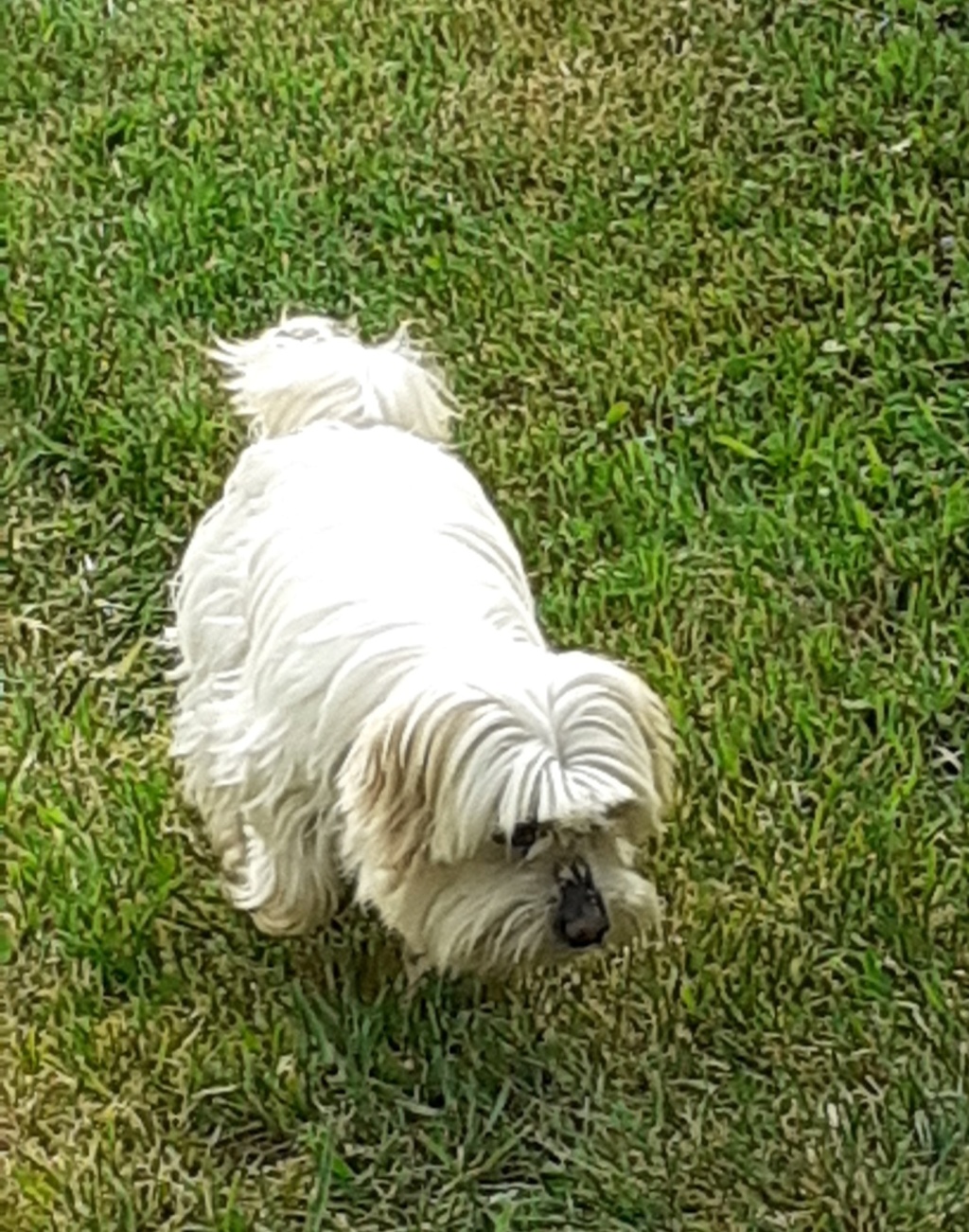 INDRA - adorable Coton de Tuléar de 7 ans - réformée d'élevage  01710