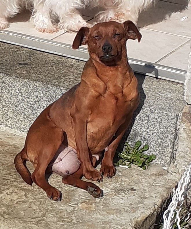 NICOTINE, toute mignonne Pinscher Nain de 3ans 1/2, réformée d'élevage (RESERVEE) 20210314