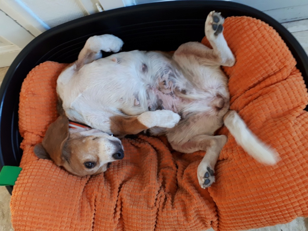 GéODE, douce beagle réformée d'élevage, 8 ans 1/2 28091913