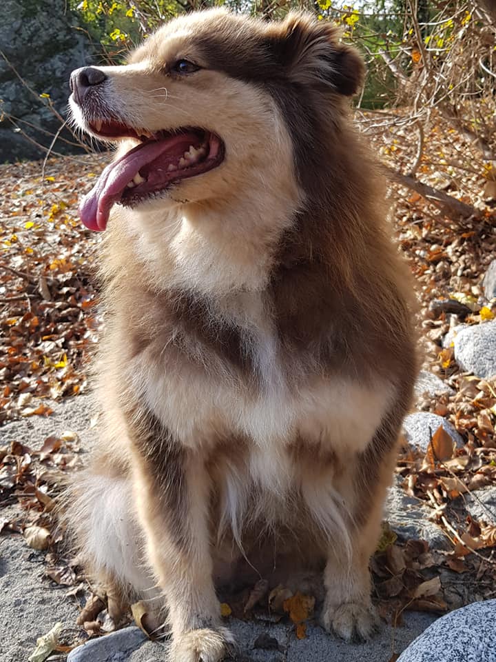 HALASKA, Chien Finnois de Laponie, 8 ans, réformée d'élevage Adopt310