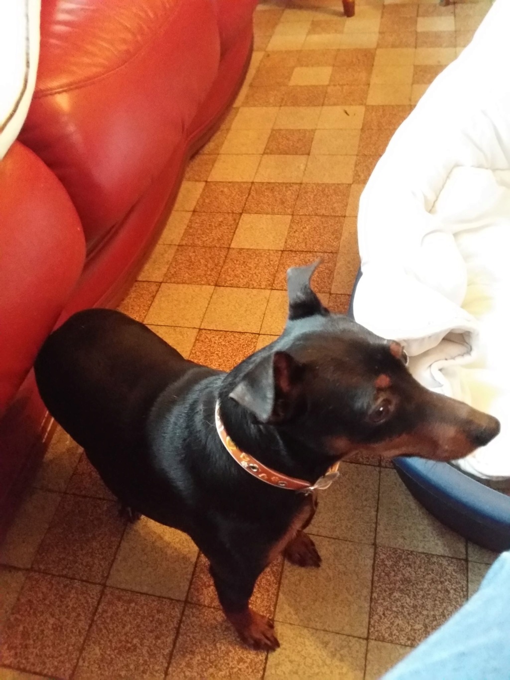 JAZZ, pinscher noire et feu, naine - 5 ans - réformée d'élevage Edw510