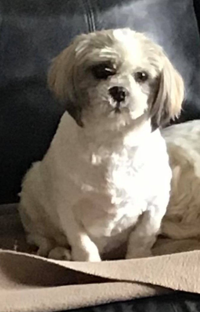 MANDY, timide Shih Tzu de 4 ans 1/2, réformée d'élevage Entier10