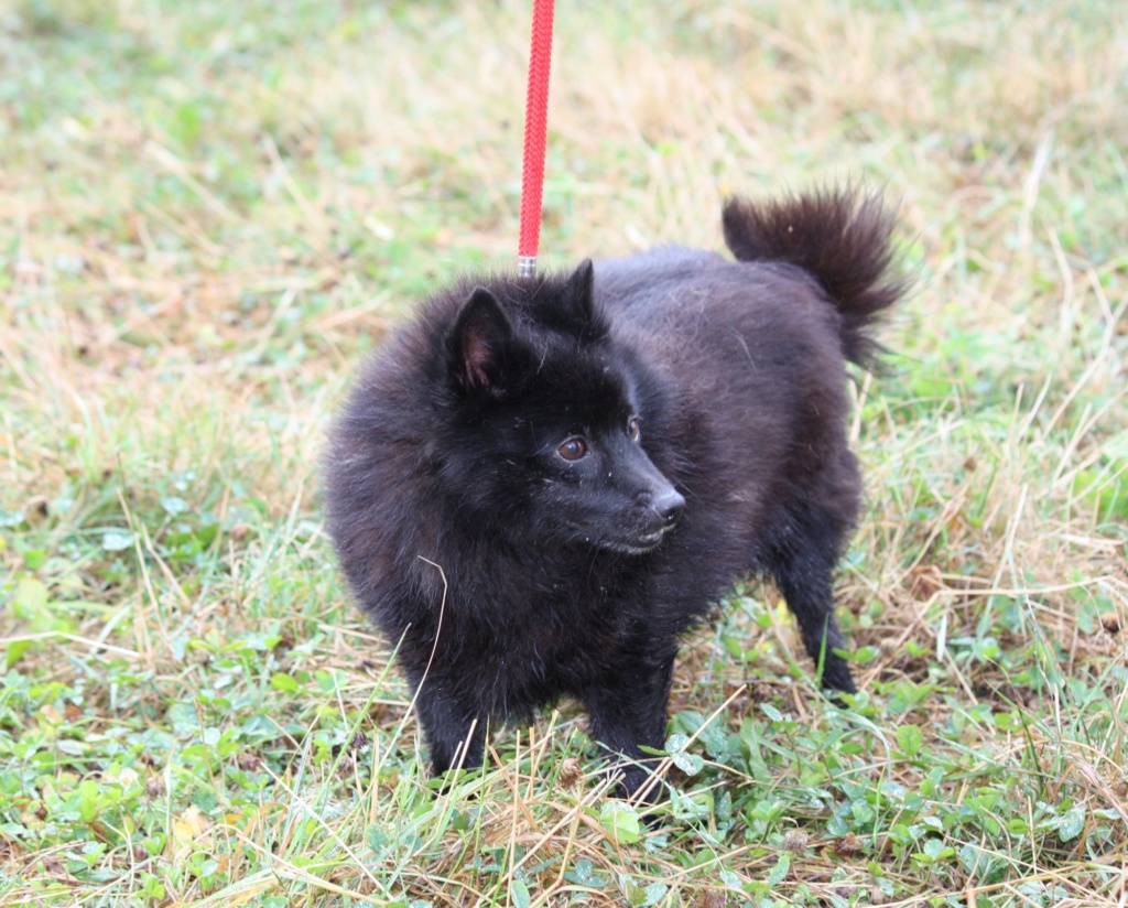 GRACE, douce Schipperke de 7 ans, réformée d'élevage  Grace_12