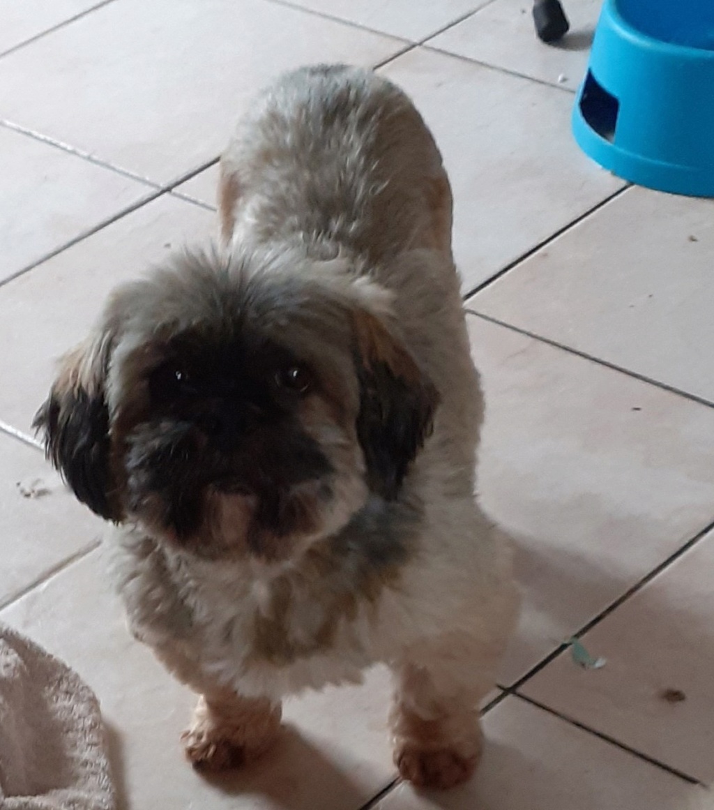 GRELOT - superbe Lhassa Apso de 8 ans - réformé d'élevage Grelot11