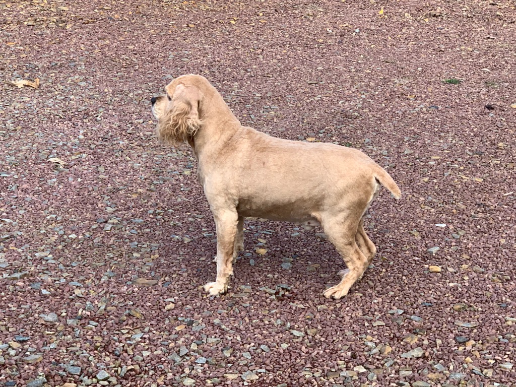 FINGER - 9 ans - superbe cocker Golden, réformé d'élevage Img_0510