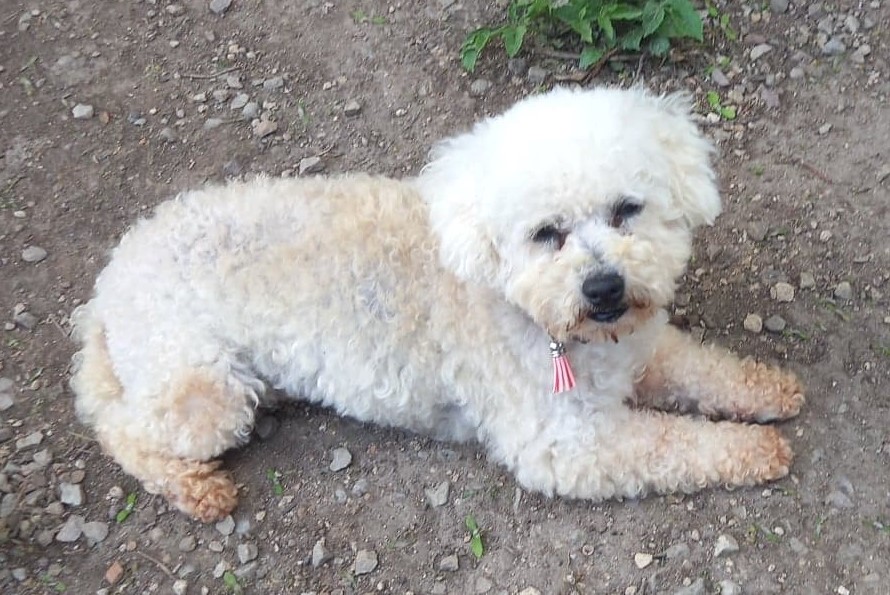 une petite bichon frisée de 8 ans qui porte bien son nom : JOLIE Joliee10